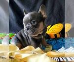 Small #2 French Bulldog