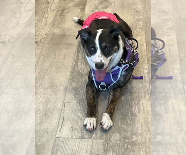 Medium Photo #4 Mountain Cur-Unknown Mix Puppy For Sale in Mundelein, IL, USA