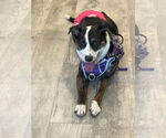 Small #3 Mountain Cur Mix