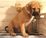 Small Photo #5 Puggle Puppy For Sale in PINE GROVE, PA, USA