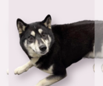 Small #1 Huskies  Mix