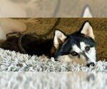 Small #4 Alaskan Klee Kai