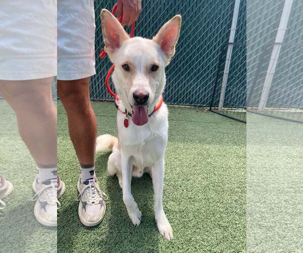 Medium Photo #2 Huskies -Unknown Mix Puppy For Sale in Tempe , AZ, USA