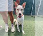 Small #1 Huskies  Mix