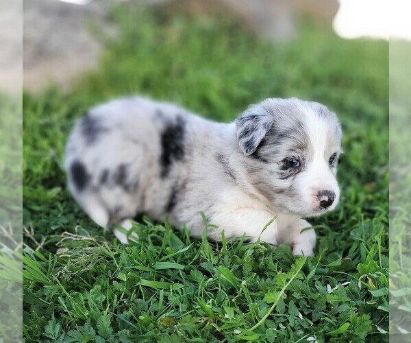 Medium Photo #4 Border Collie Puppy For Sale in MARIPOSA, CA, USA