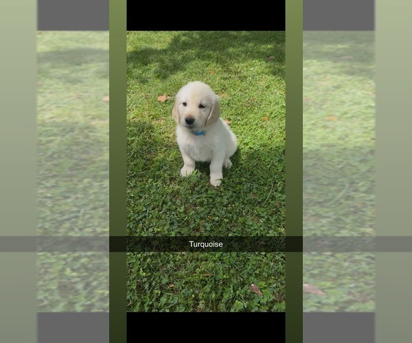 Medium Photo #3 Golden Retriever Puppy For Sale in FAYETTEVILLE, TN, USA
