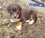 Puppy Puppy 3 Australian Shepherd-Rottweiler Mix