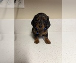 Small #3 Dachshund