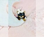 Small #12 Pomeranian
