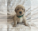 Small Photo #36 Golden Retriever Puppy For Sale in IRWIN, PA, USA