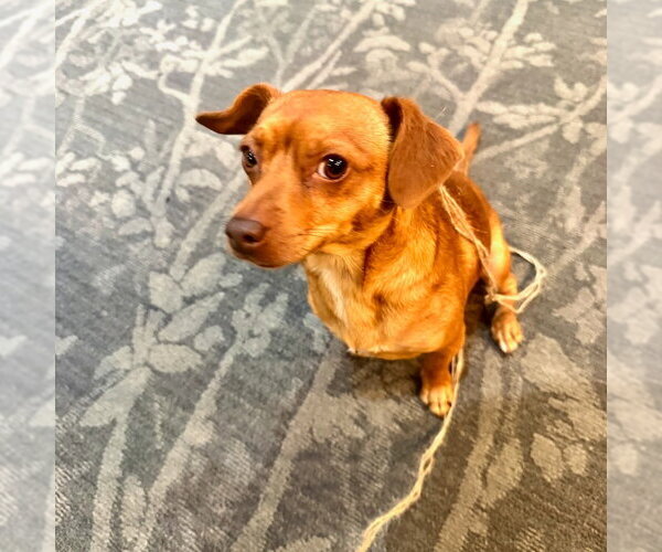 Medium Photo #5 Chihuahua-Unknown Mix Puppy For Sale in San Juan Capistrano, CA, USA