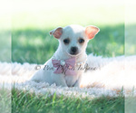 Small Photo #91 Chihuahua Puppy For Sale in WARSAW, IN, USA