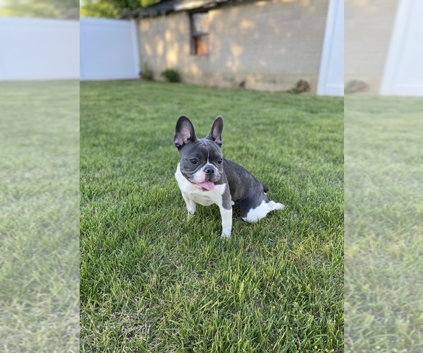 Medium Photo #1 French Bulldog Puppy For Sale in MILLVILLE, NJ, USA
