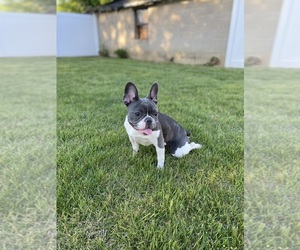Mother of the French Bulldog puppies born on 07/16/2025
