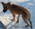 Small #3 Black Mouth Cur Mix