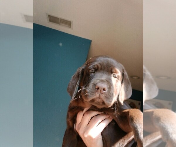 Medium Photo #1 Labrador Retriever Puppy For Sale in BELCHERTOWN, MA, USA