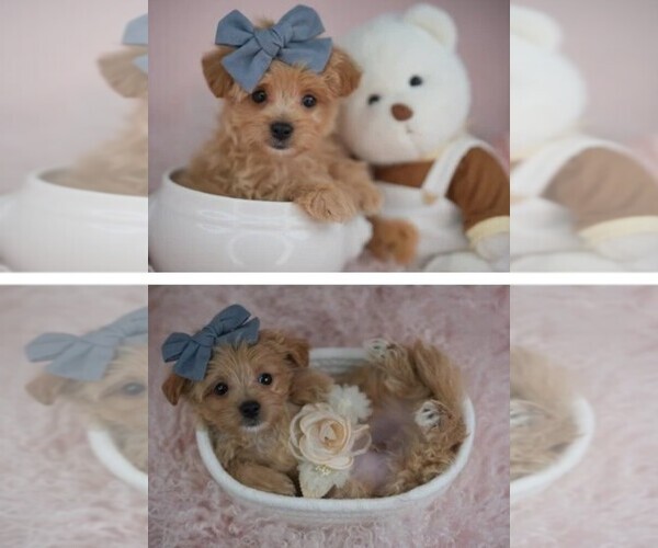 Medium Photo #4 Maltipoo (Toy) Puppy For Sale in PEMBROKE PINES, FL, USA