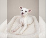 Small #17 Labrador Retriever Mix