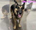 Small German Shepherd Dog