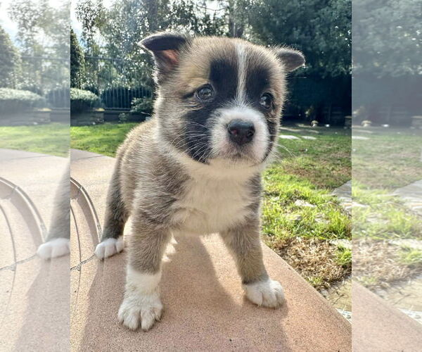 Medium Photo #1 American Staffordshire Terrier-Siberian Husky Mix Puppy For Sale in Corona, CA, USA