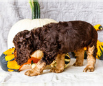 Small Photo #31 Cocker Spaniel Puppy For Sale in WAKARUSA, IN, USA