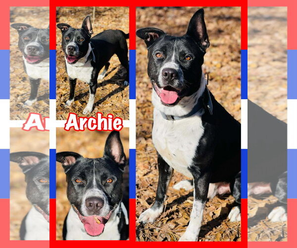 Medium Photo #1 Border Collie-Unknown Mix Puppy For Sale in Social Circle, GA, USA