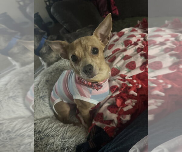 Medium Photo #1 Chihuahua-Unknown Mix Puppy For Sale in Boston, MA, USA