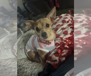 Chihuahua-Unknown Mix Dogs for adoption in Boston, MA, USA