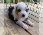 Small Photo #1 Australian Shepherd Puppy For Sale in ALLEN JAY, NC, USA