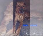 Small #1 Chinese Shar-Pei Mix