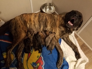 Mother of the Mastiff puppies born on 11/06/2018