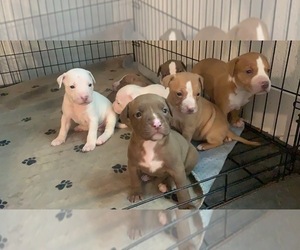 American Pit Bull Terrier Puppy for sale in DALLAS, TX, USA