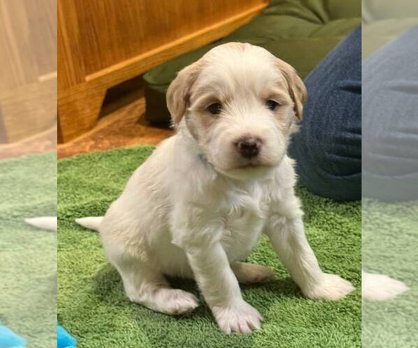 Medium Photo #1 Golden Mountain Doodle  Puppy For Sale in JIM FALLS, WI, USA