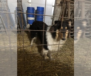 Collie Puppy for sale in FARLEY, IA, USA