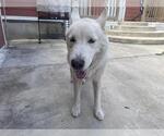 Small Siberian Husky Mix