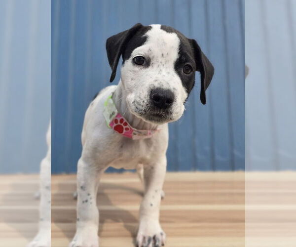 Medium Photo #5 American Staffordshire Terrier-Labrador Retriever Mix Puppy For Sale in Lakewood, CO, USA