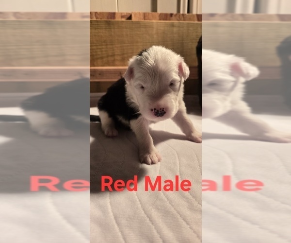 Medium Photo #26 English Shepherd Puppy For Sale in NEW CASTLE, IN, USA