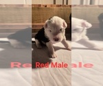 Small Photo #26 English Shepherd Puppy For Sale in NEW CASTLE, IN, USA