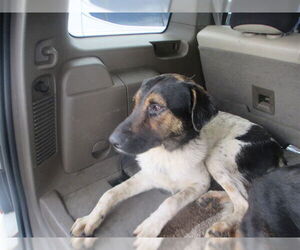 Mutt Dogs for adoption in Ocala, FL, USA