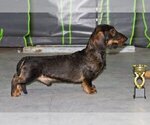 Small Photo #1 Dachshund Puppy For Sale in Moscow, Moscow, Russia