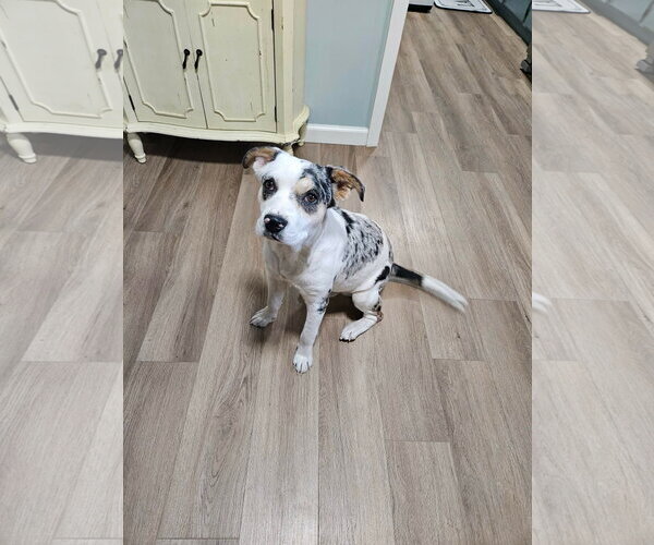 Medium Photo #1 Aussiedor Puppy For Sale in The Woodlands, TX, USA