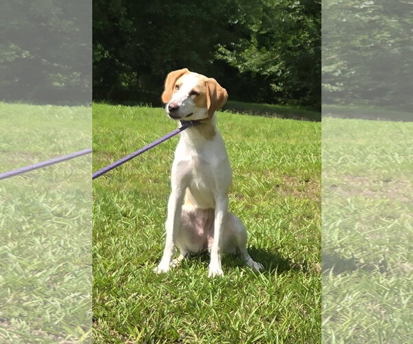 Medium Photo #4 Brittany-Treeing Walker Coonhound Mix Puppy For Sale in Attalka, AL, USA