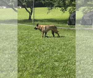 Mindy - located in Florida - Female Mutt Dog for Adoption - Photo #3
