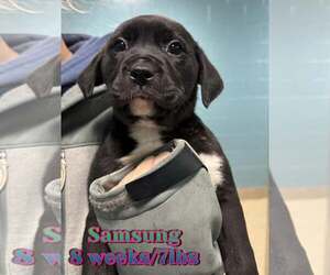 Mutt Dogs for adoption in Woodbury, NY, USA