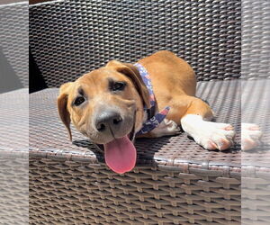 Mutt Dogs for adoption in GILBERTS, IL, USA