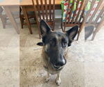 Small #1 German Shepherd Dog