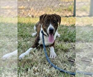 Plott Hound-Unknown Mix Dogs for adoption in Conroe, TX, USA