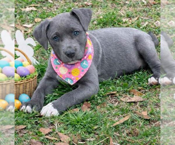 Medium Photo #2 Bulldog-Unknown Mix Puppy For Sale in Yardley, PA, USA