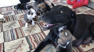 Father of the Labrador Retriever-Siberian Husky Mix puppies born on 08/03/2018