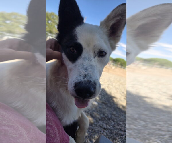Medium Photo #4 Border Collie-Unknown Mix Puppy For Sale in Peralta, NM, USA